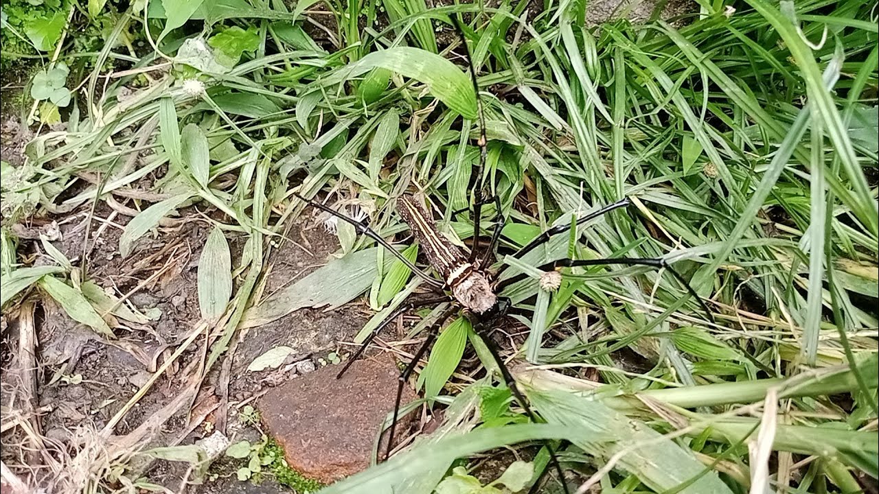 HUNTING SPIDER GOOD LUCK AREA KAMAL PLAY 