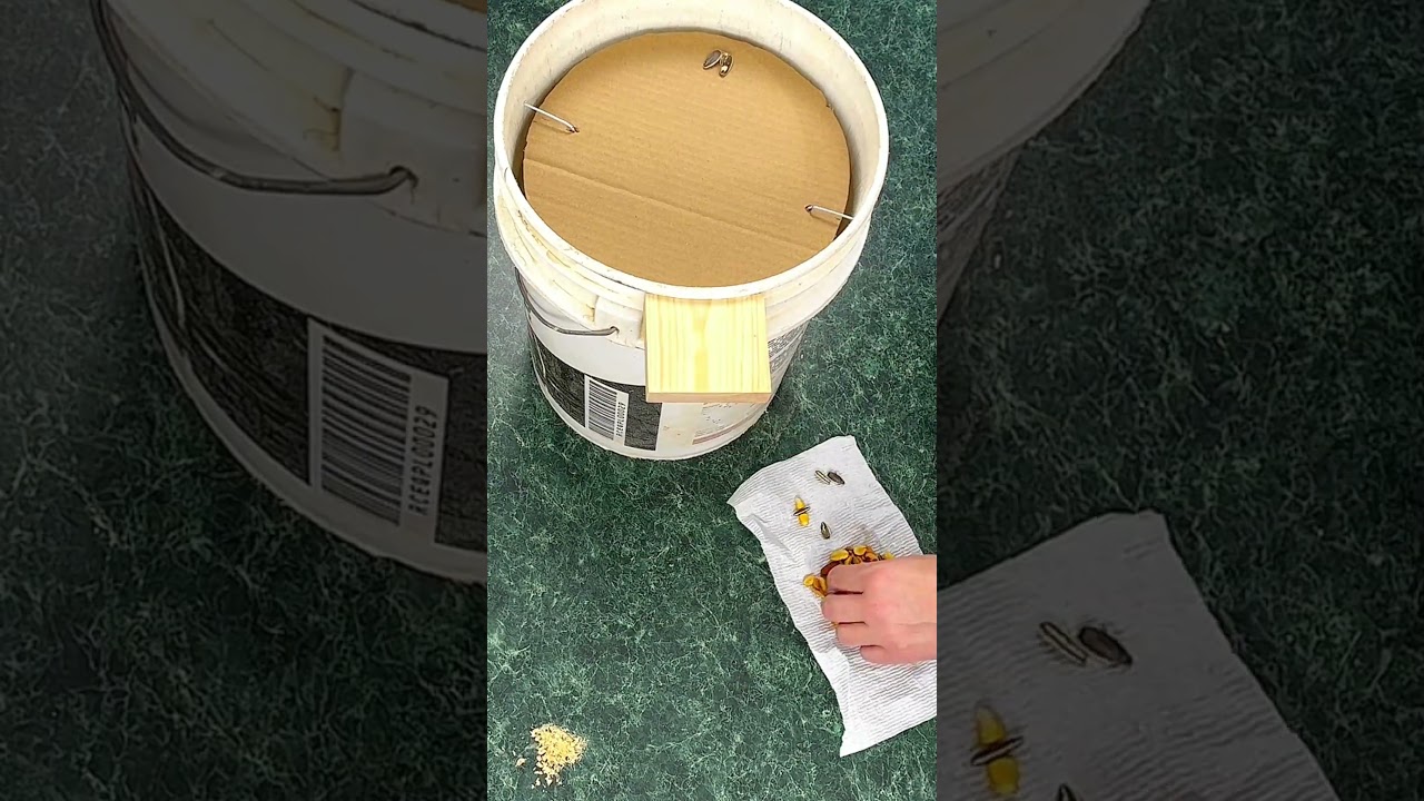 Best rat & mouse trap easy to make #diy #rat #mouse