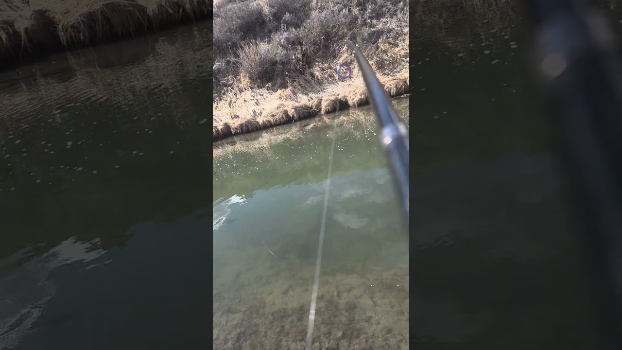 Flat Creek hitting hard early spring! Jackson, WY. I believe this creek was recently stocked👍