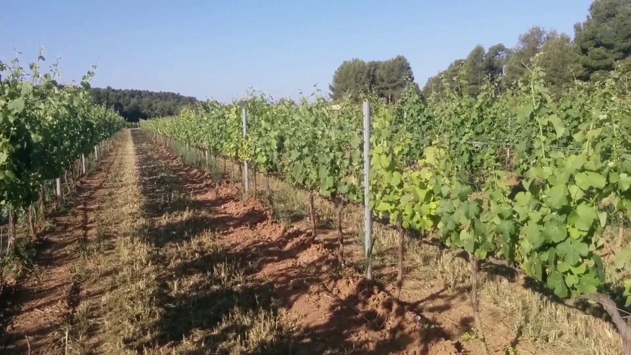 Plantas enfermas de vid