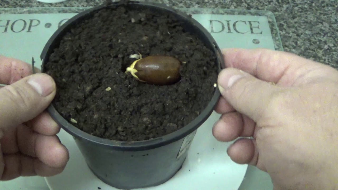 Growing An OAK Tree  From An ACORN / ACORNS