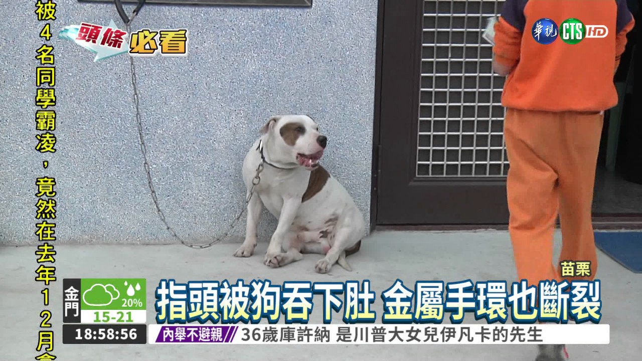 比特犬發狂攻擊 婦手指被咬斷