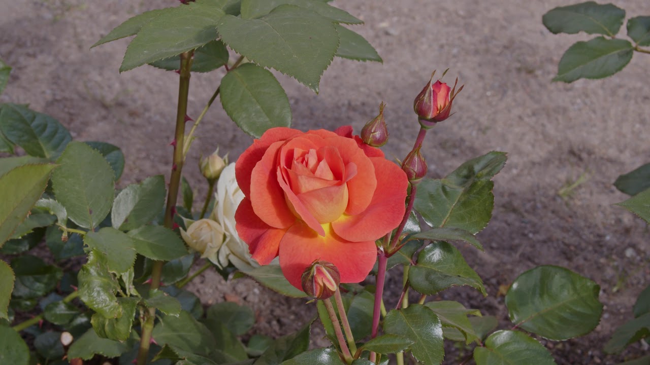 ASPEGRENIN RUUSUPUUTARHA
