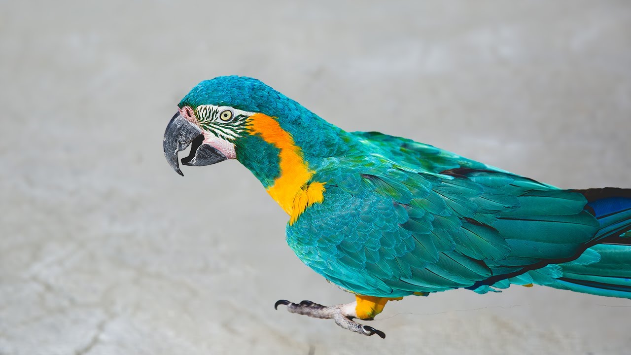 Free Flight Training Parrots at the Salt Flats