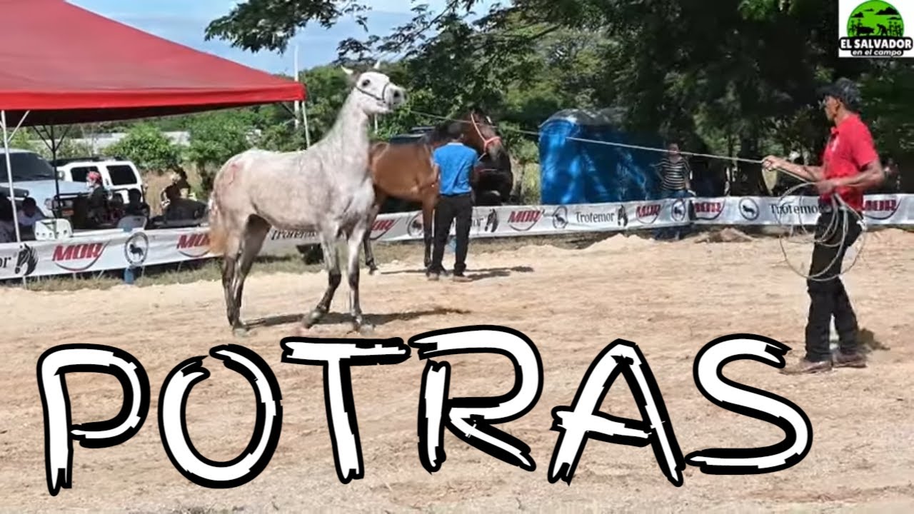 Parte Final Potras Yeguas-El Salvador en el Campo