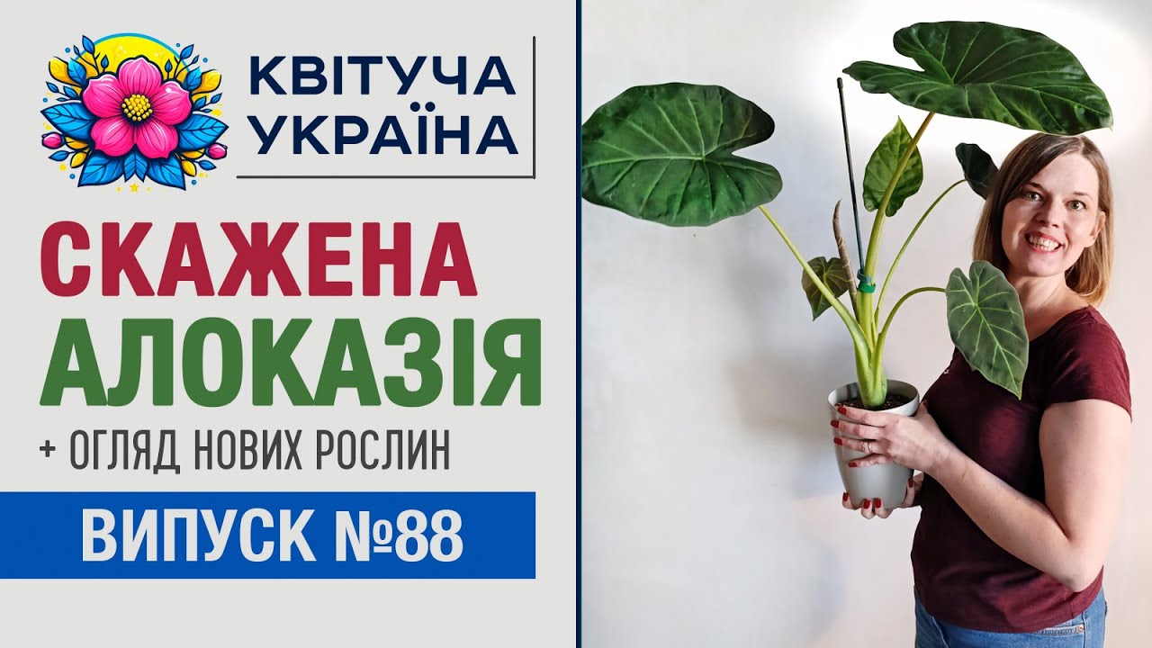 Скажена алоказія Регал Шилдс | Огляд нових рослин | Розпакування посилки з Тему