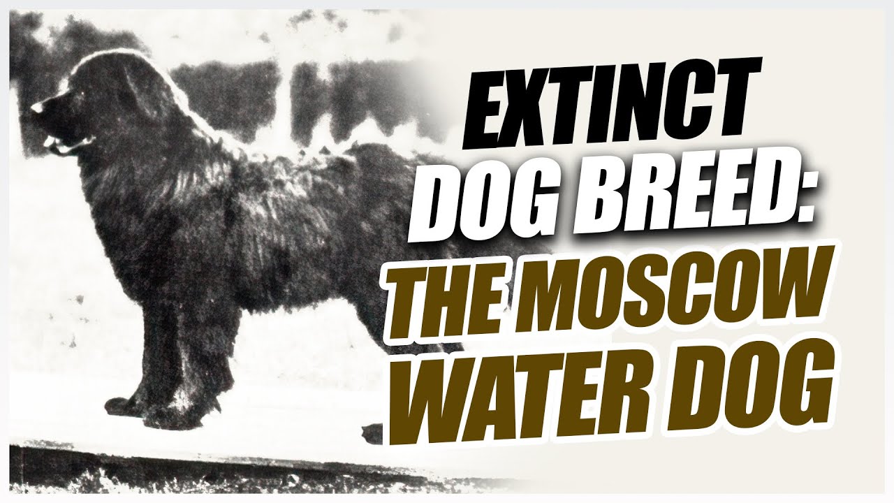 Extinct Dog Breeds: Moscow Water Dog