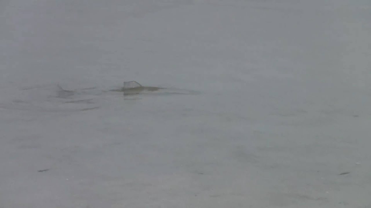 Tailing Bonefish Video