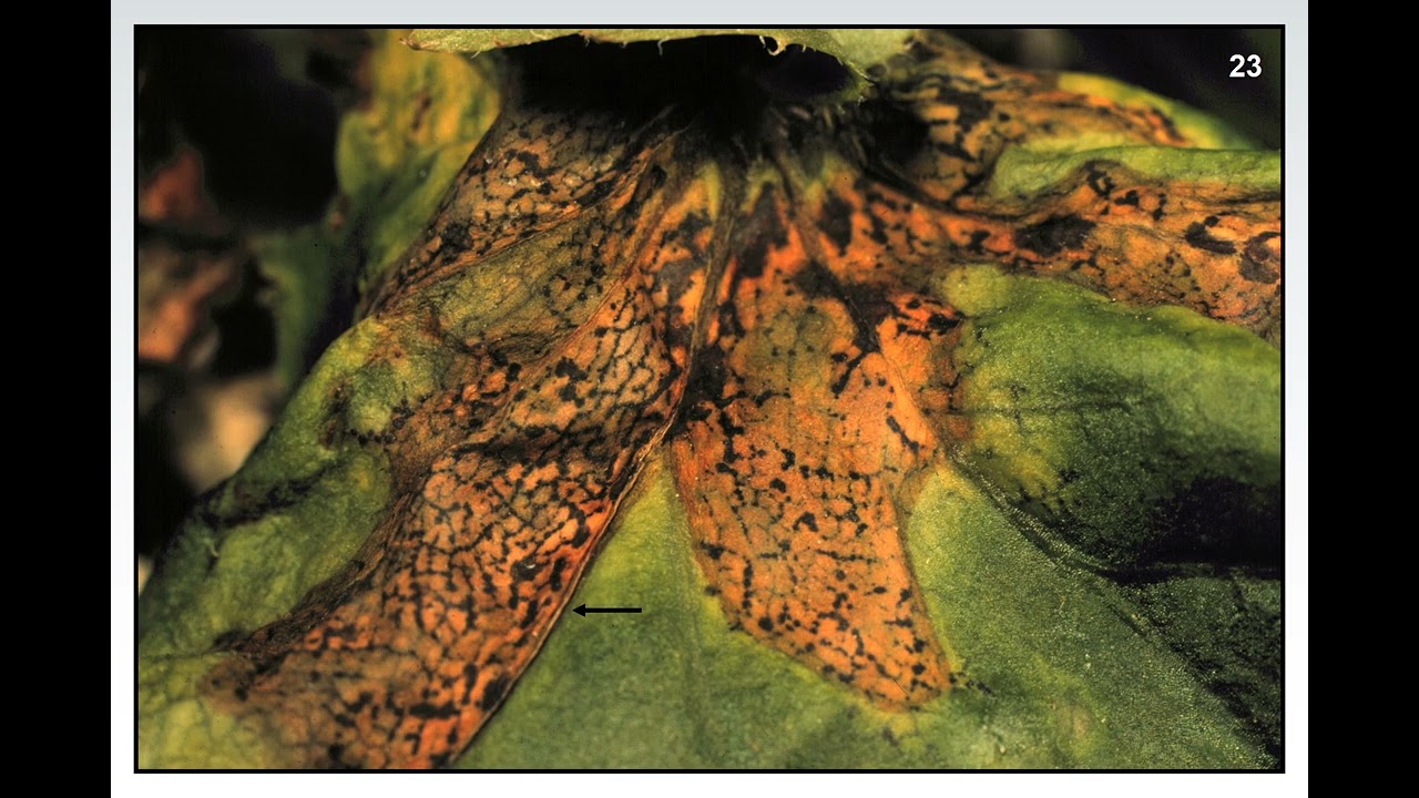 Fundamentals of Plant Diseases - Slide 23 - BACTERIA:  SYMPTOMS:  ANGULAR NECROSIS/HALOES