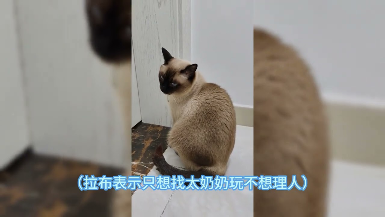 Meet the Noisy Siamese Cats