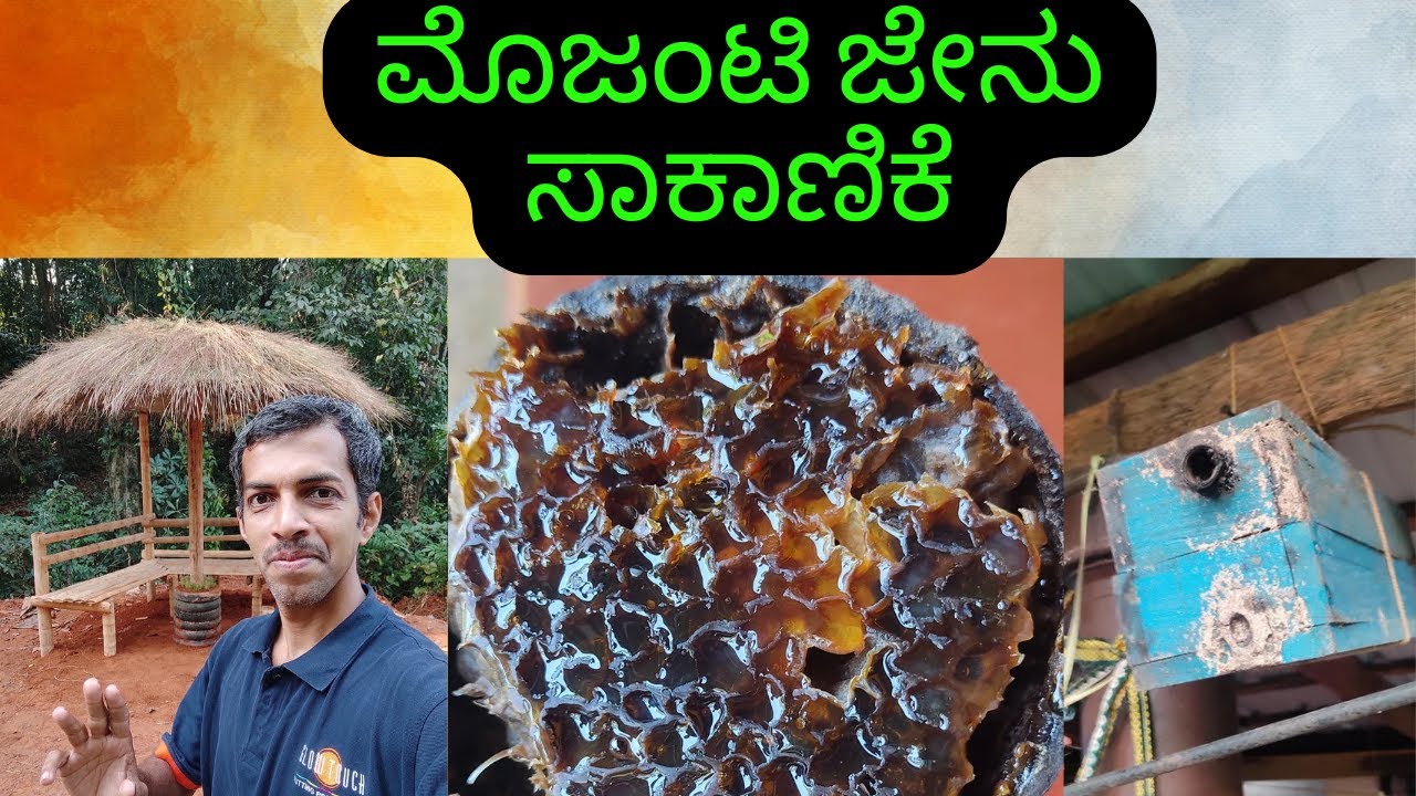 ಮೊಜಂಟಿ ಜೇನು ಸಾಕಾಣಿಕೆ, ಮಿಶ್ರಿ ಜೇನು ಸಾಕಾಣಿಕೆ (Stingless Bee Keeping)