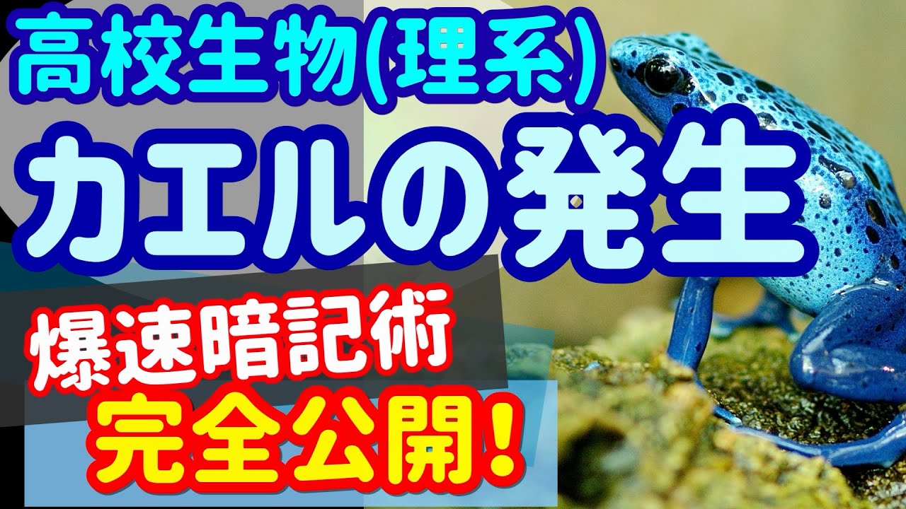 【高校生物 35】発生【カエルの発生】を宇宙一わかりやすく