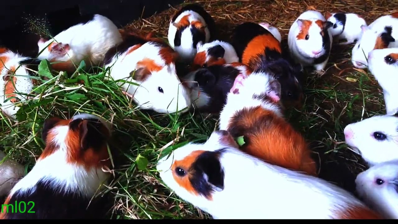 asmr|cut animals guinea pigs mukbang green grass ger ger ger 