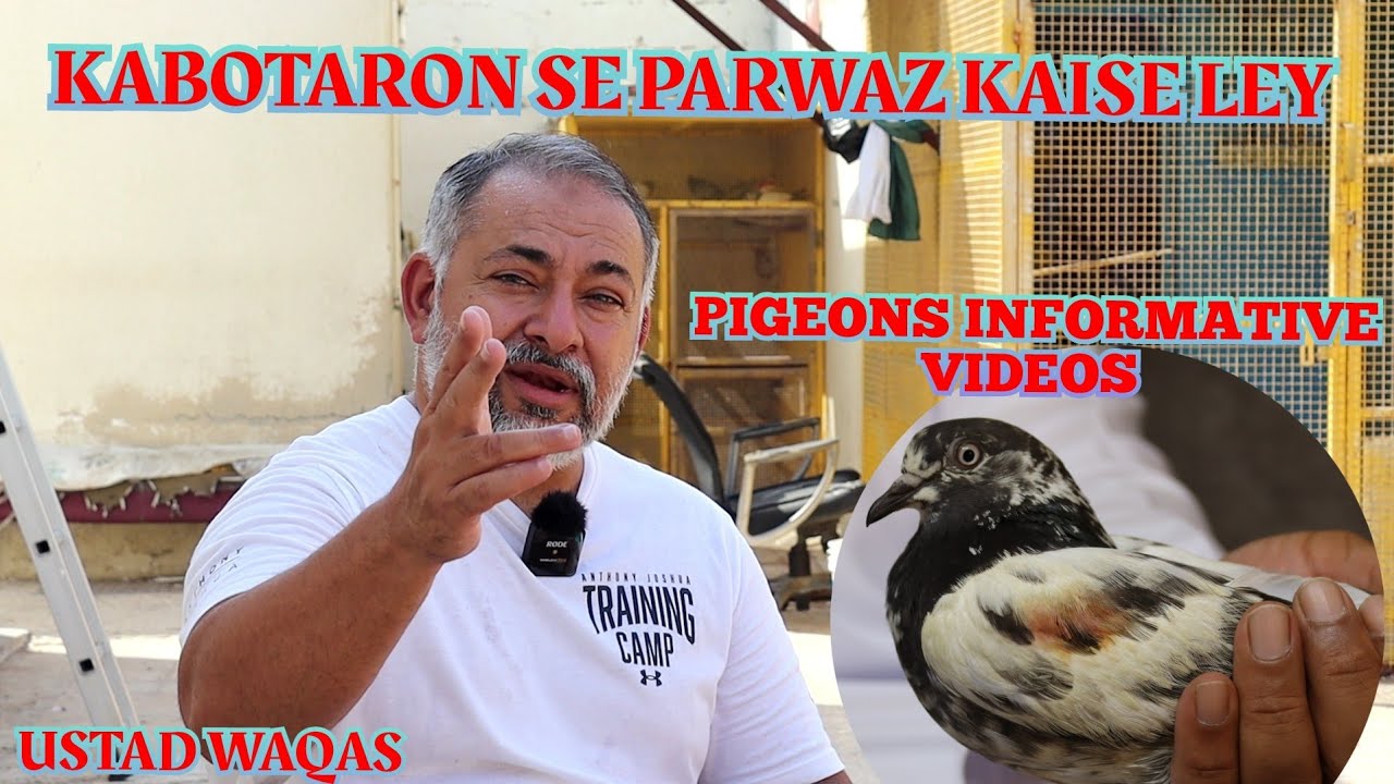USTAD WAQAS|Kabotaron Se Parwaz Kaise Ley|Pigeons Flying Seasons|Pigeons Informative Video|Tips|Info
