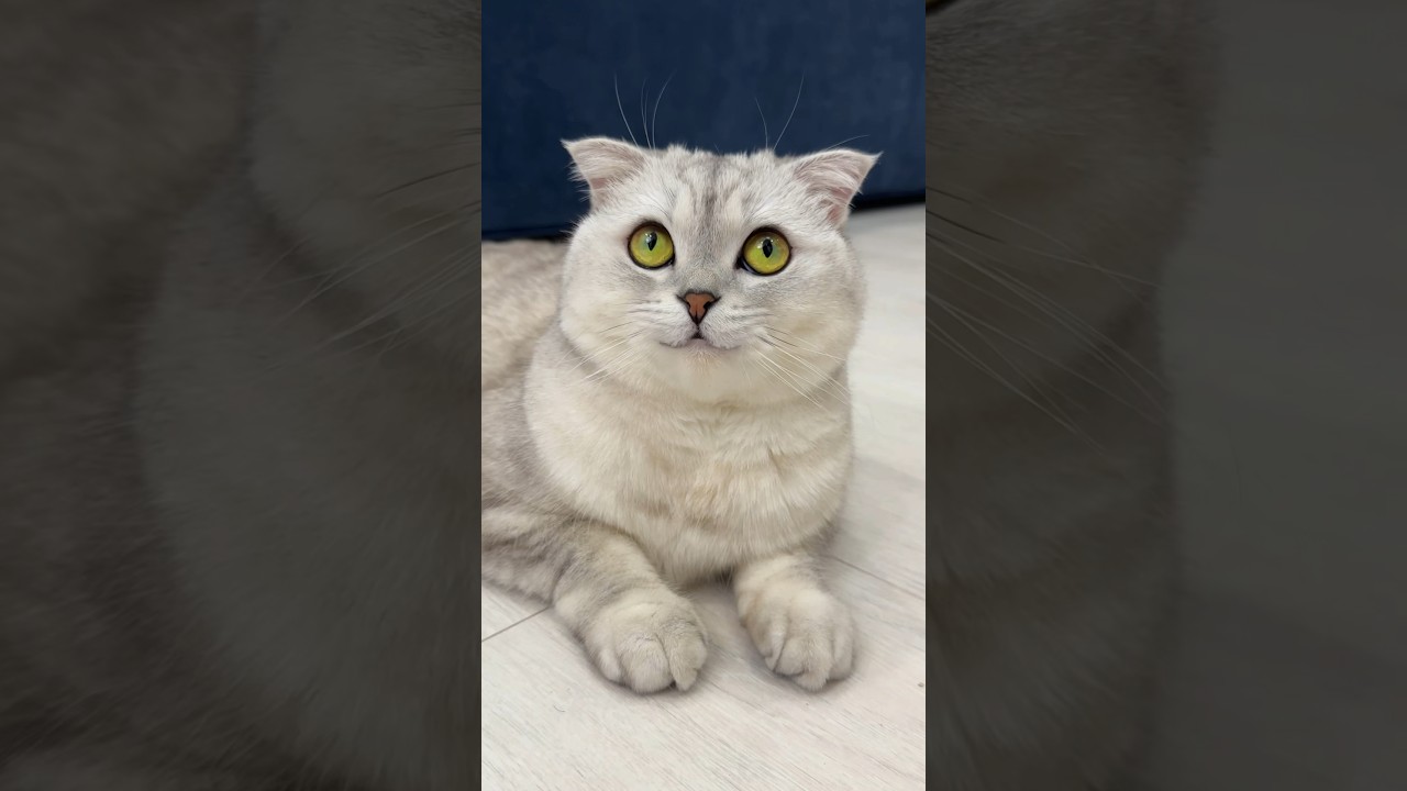 😼 #cat #cats