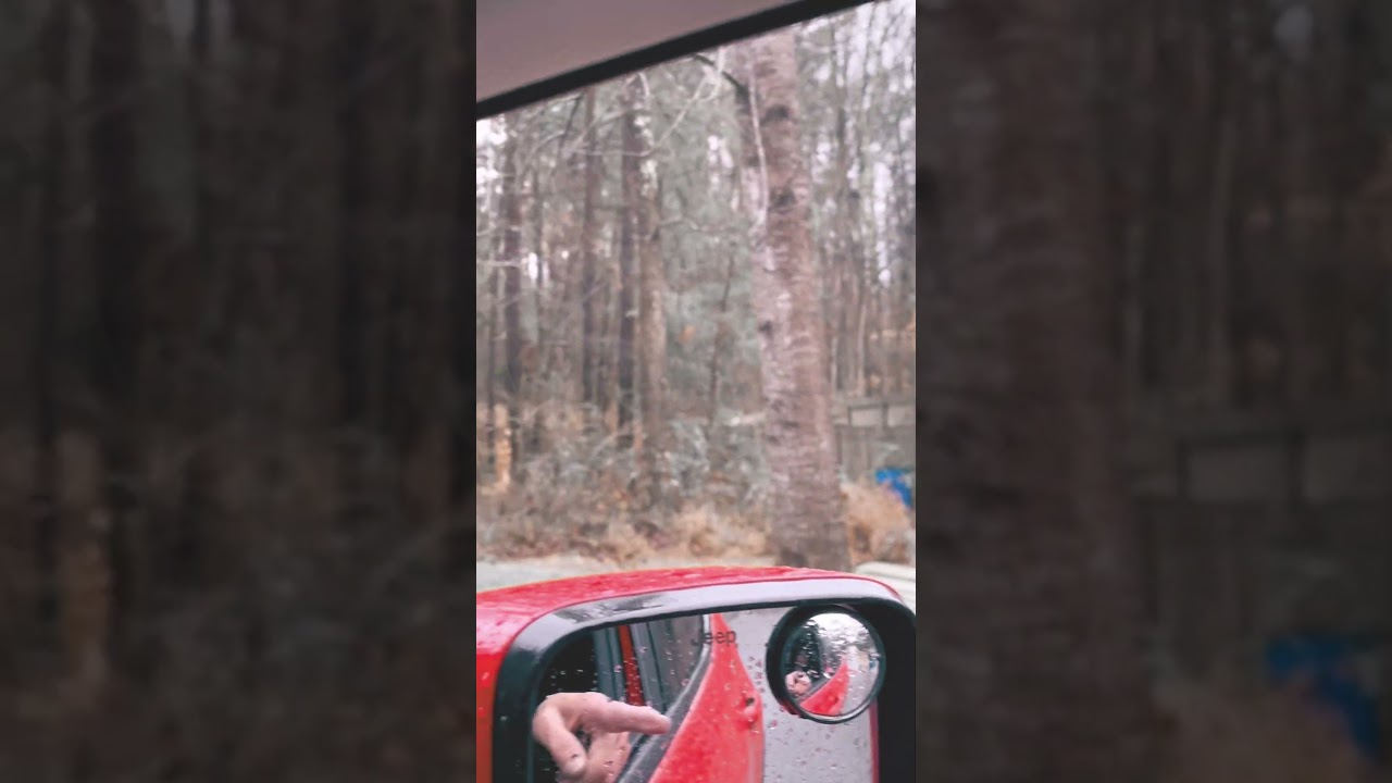 I Spotted The Legendary White Squirrel 🐿️ #squirrel #legendary #rare