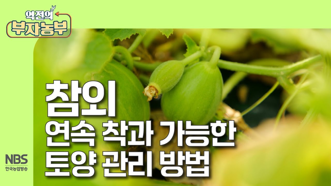 [역전의부자농부 303회] 참외 연속 착과가 가능한 토양 관리방법