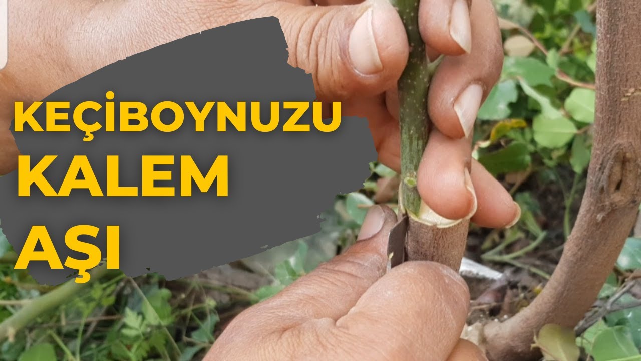 Keçiboynuzu Kabuk Altı Kalem Aşı (Harnup)