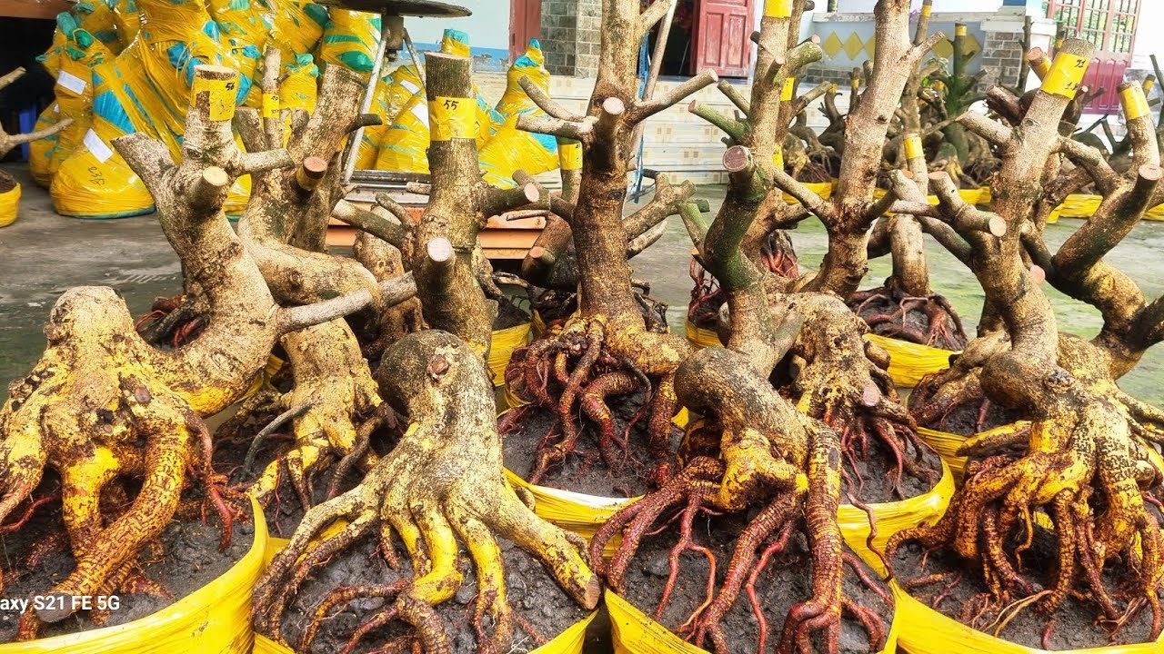 Nhung 0966023980_0377865771 ngày 2/3 gl lô phôi mai vàng giảo dáng lắc lượng bông chùm cánh to 