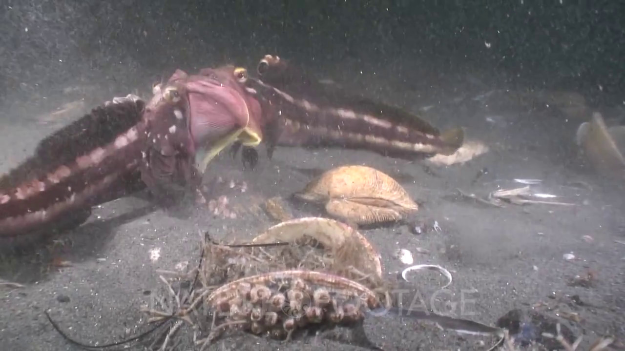 Sarcastic Fringehead Battle