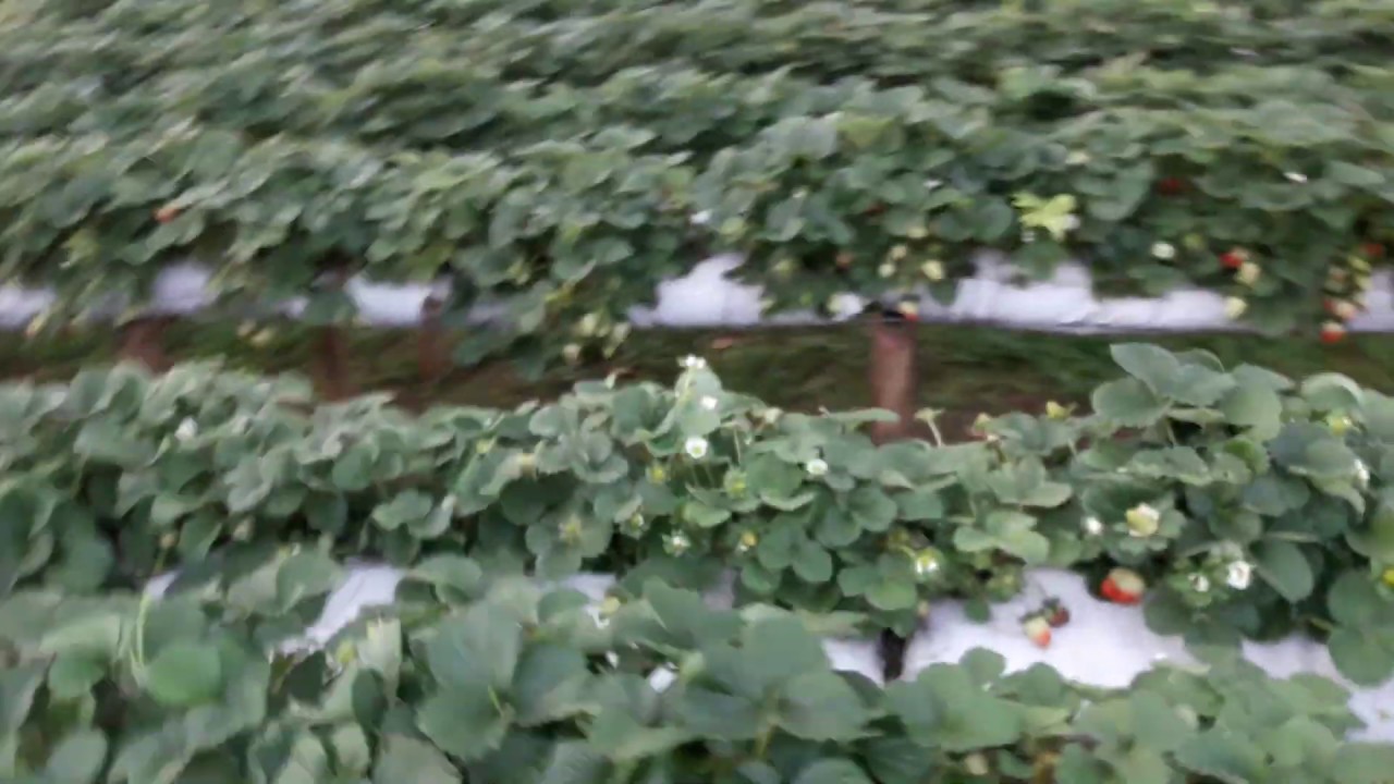 Estufa de morango com um ano, quanto gastei e quanto colhei