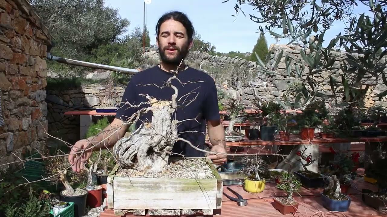 Trasplante de una estaca gruesa de granado