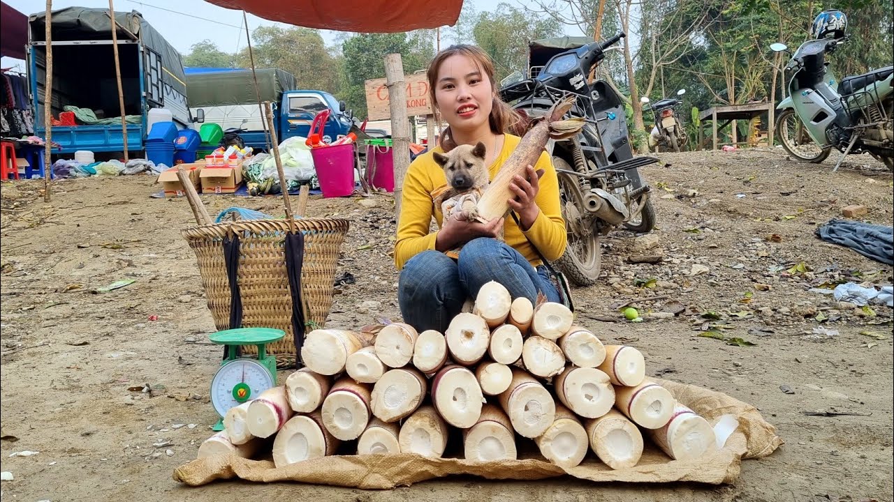 FULL VIDEO 15 days to harvest bamboo shoots,wild tubers, bring to the market to sell chuc thi Duong