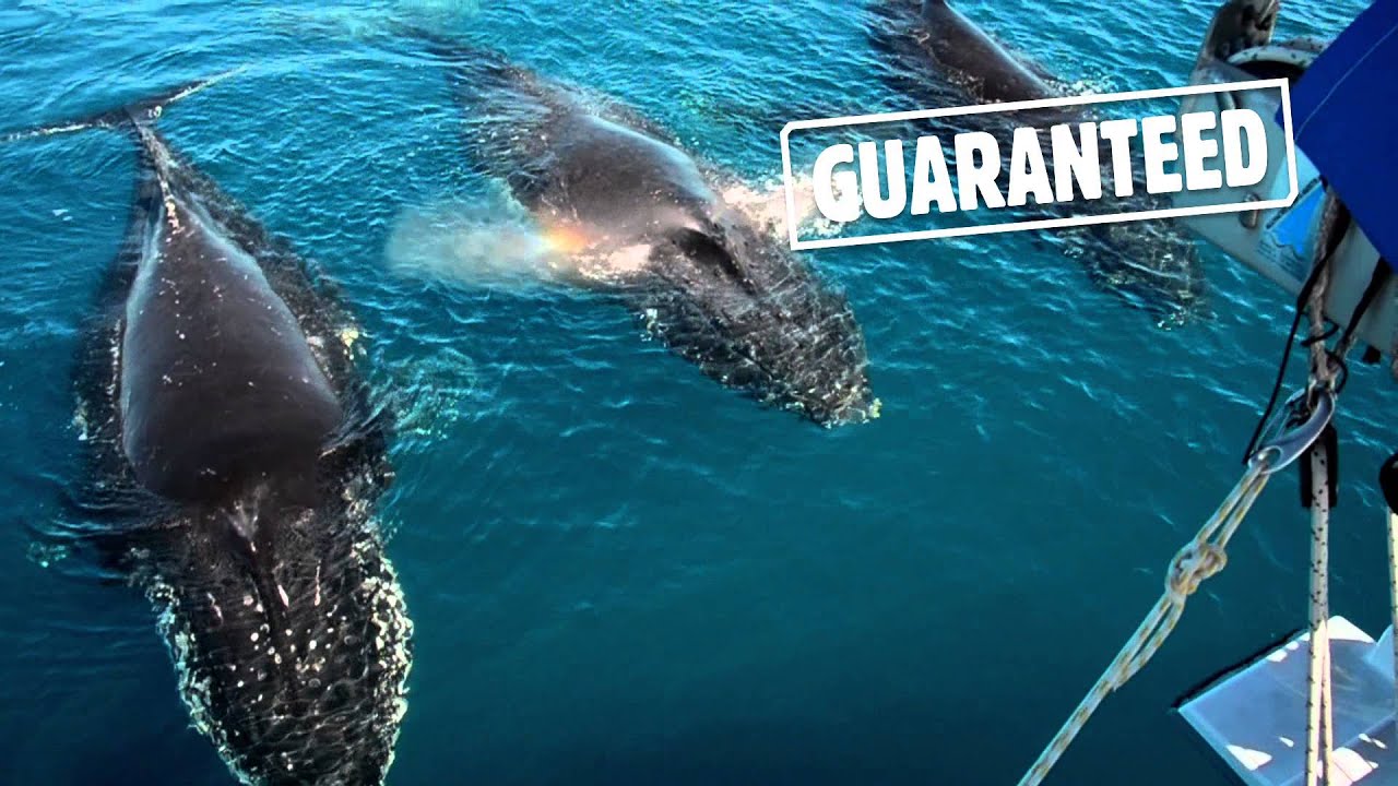 2015 Whales - Guaranteed on the Fraser Coast