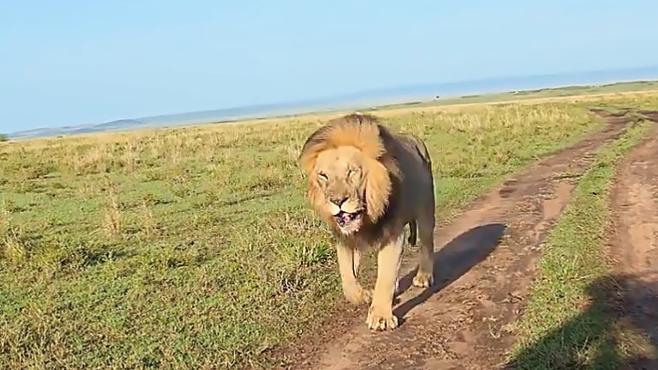 Olepolos Salas Male Lion on Solo Patrol | Masaimara | 26 December 2025