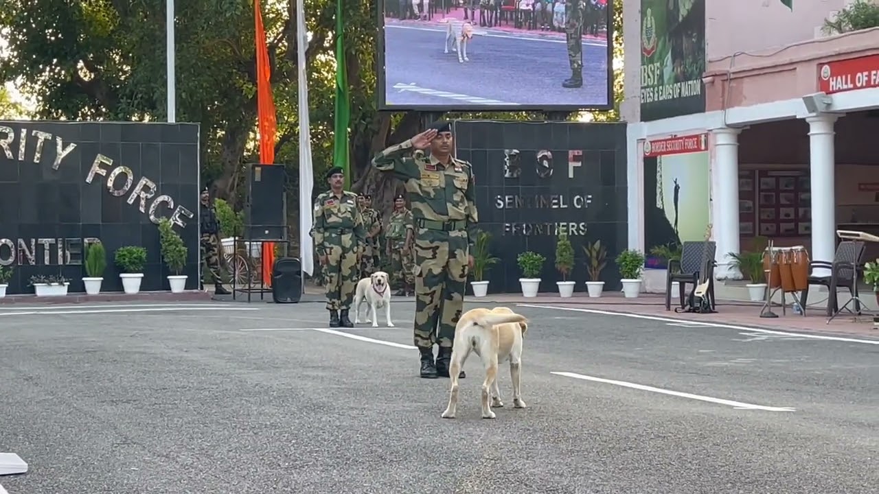 Amazing Dogs 🐕Parade Of BSF At Indo PAK Border Suchetgarh Jammu  #suchetgarh #dogsparade