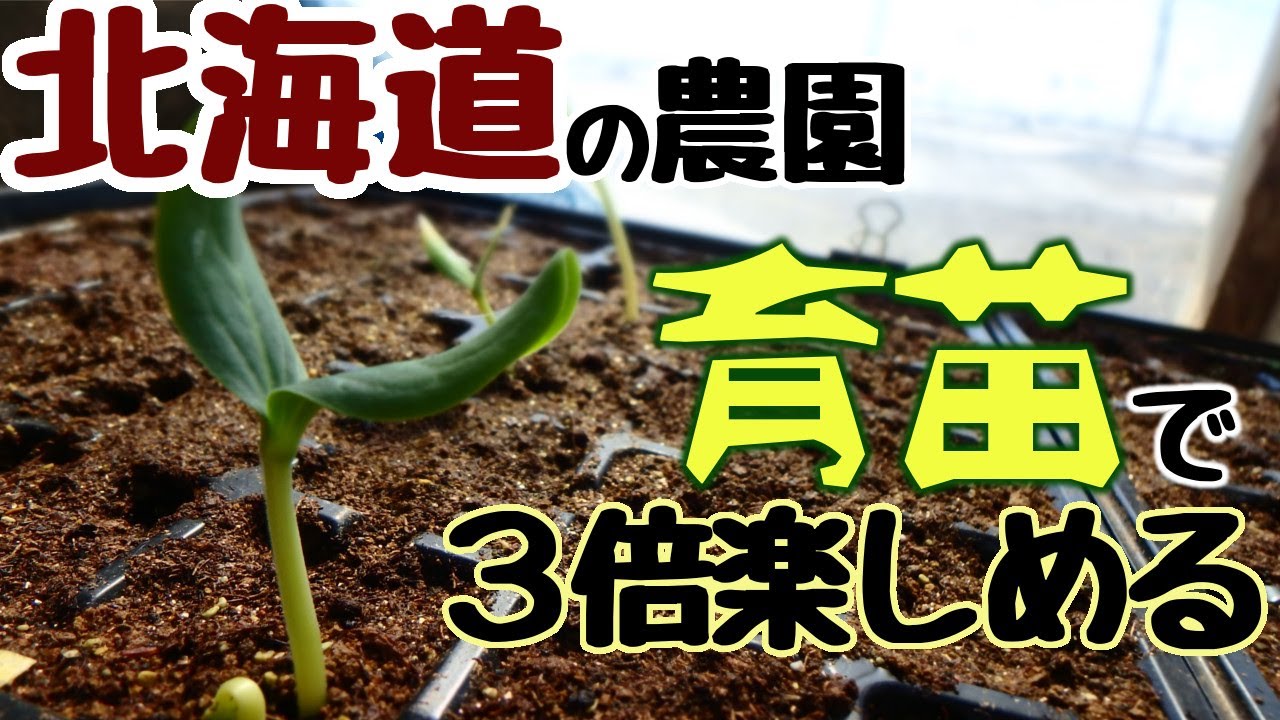 ぐるりの暮らし#76【どうして苗を育てるの？】～畑が使える期間が短い北海道の栽培では「育苗」は特に重要。家庭菜園でも自分で苗を育てることで、いろいろなメリットがあるのです。
