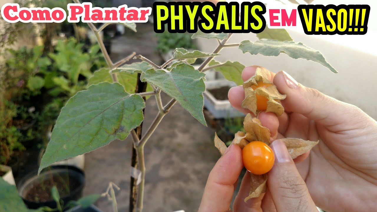 como plantar PHYSALIS fácil -  início, meio e fim