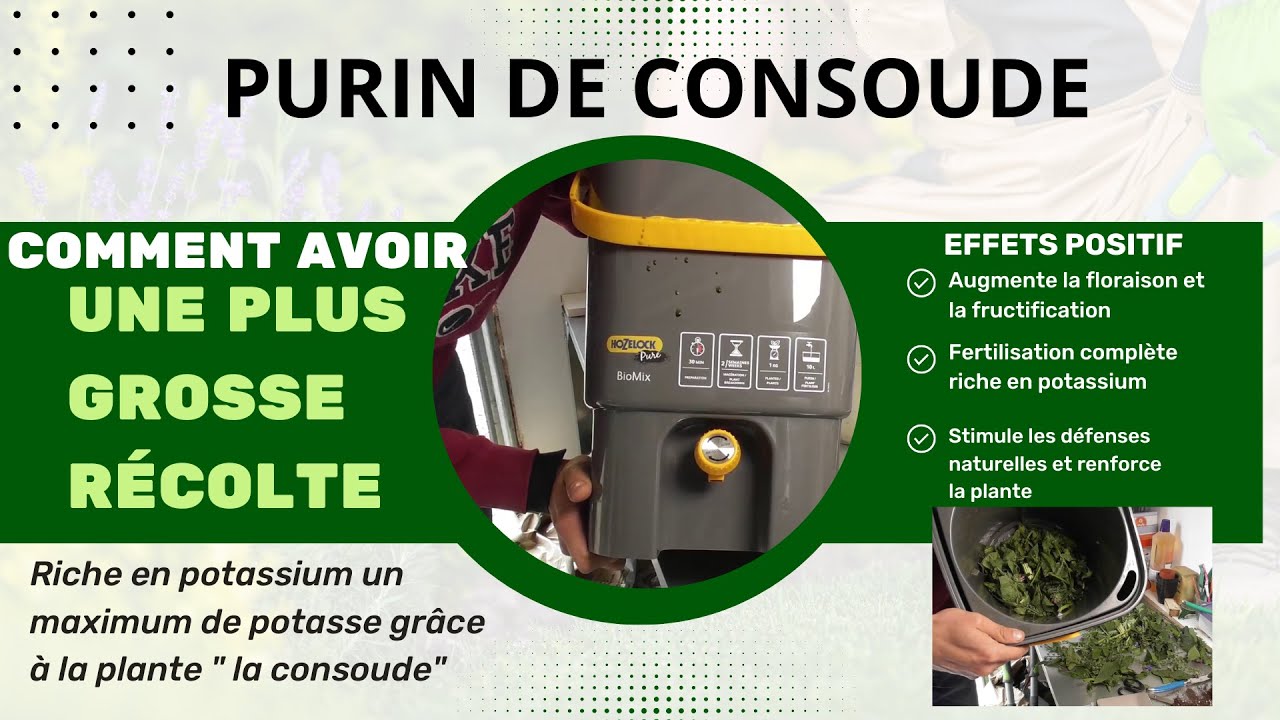Comment avoir Un MEILLEUR RENDEMENT et des fruits 2x PLUS GROS I Comment faire Du PURIN DE CONSOUDE