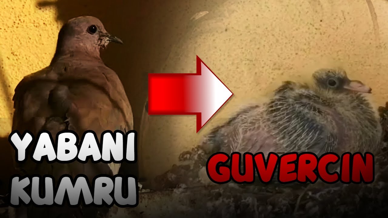 Kumrunun büyüttüğü yavruya inanamayacaksınız!