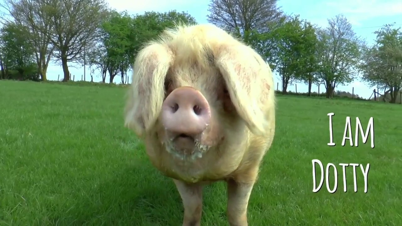 CATCHING UP WITH DOTTY - RESCUE SOW & MUM-TO-BE!