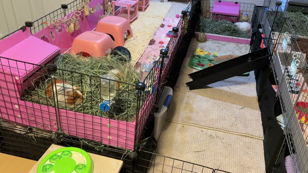 Calm Morning Routine with Guinea Pigs 🐹☀️