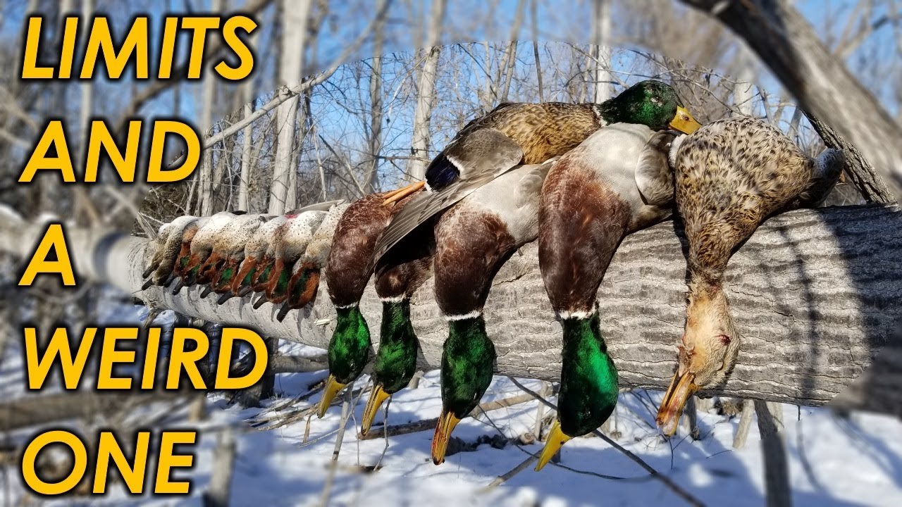 Limits and a WEIRD One! | Duck Hunting 2018