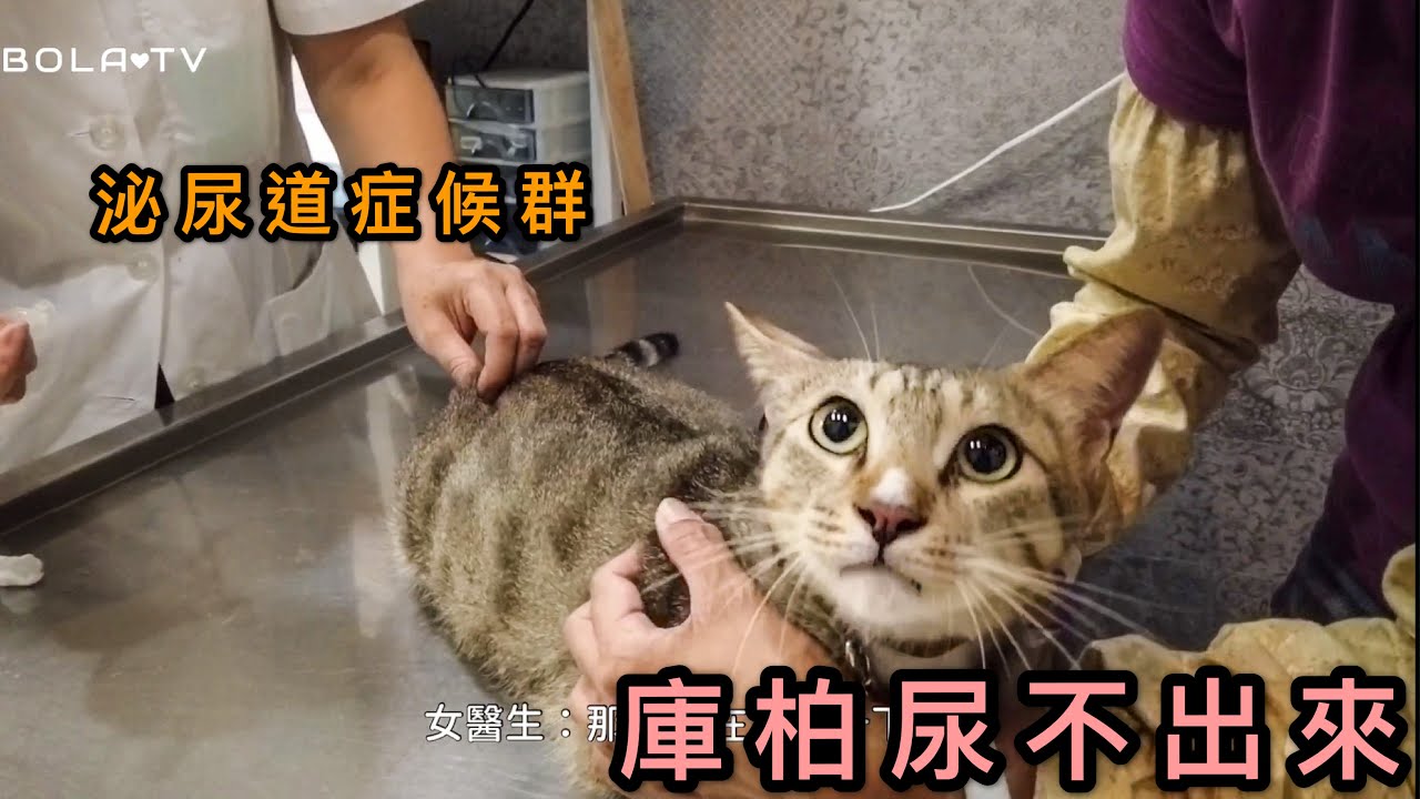 【庫柏小王子】公貓瘋狂蹲廁所都尿不出來 貓咪泌尿道症候群 太嚴重要手術 公貓變母貓？