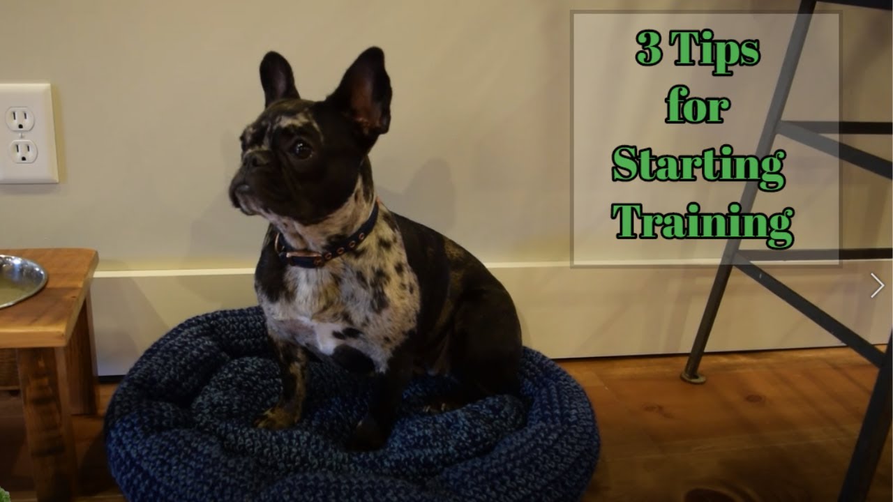 French Bulldog Training Tips [3 Tips When Starting Training with Your Puppy]