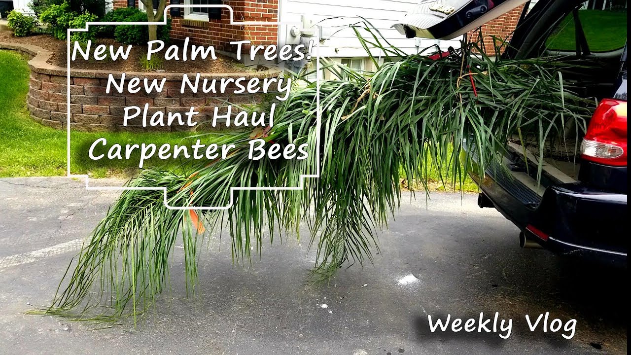 New Palm Trees | New Nursery | Plant Haul | Carpenter Bees