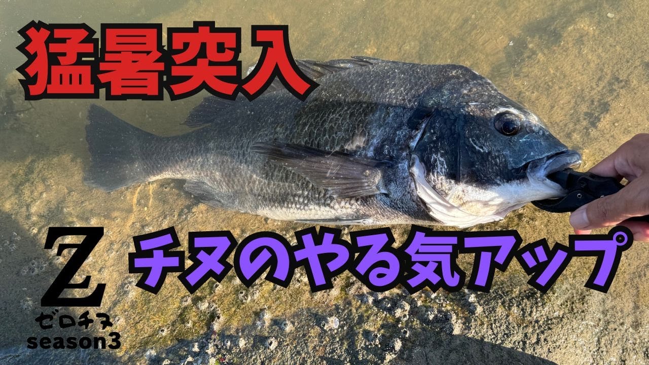【チニング】ゼロチヌ　season3 　猛暑到来！アフターから回復チニング【チヌ】