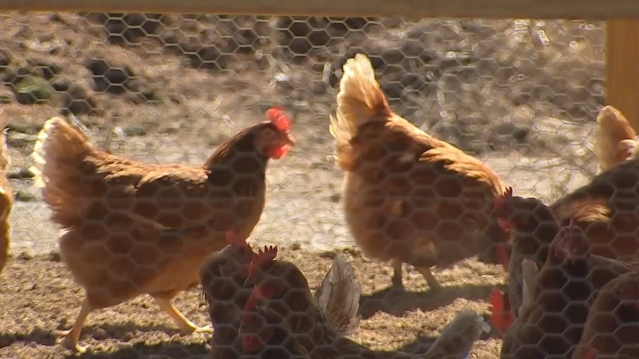 Butler County poultry farmers share precautions they take to prevent spread of bird flu