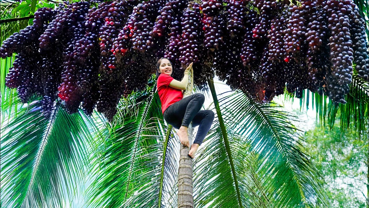 Harvesting Giant Anaconda Grapes Goes To Market Sell | Genius Farm Building Girl | Ly Tieu Kha