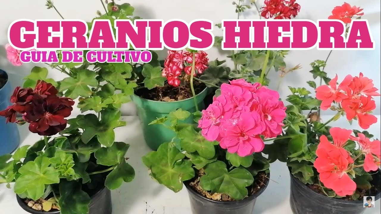 geranios colgantes cultivo chuyito jardinero