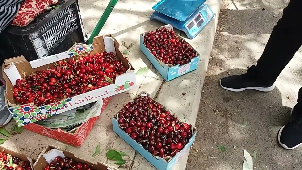 لعشاق حب الملوك🍒🍒 جولة في أحد الضيعات بمنطقة أيت علي أزرو مع رقم هاتفه