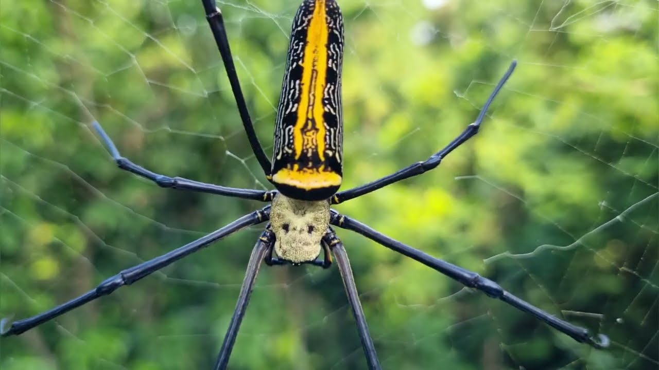 Giant golden orb weaver