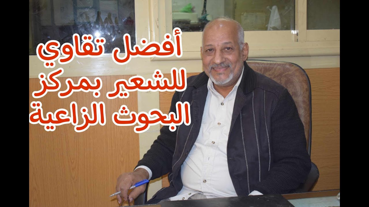 أفضل أصناف تقاوي الشعير بمركز البحوث الزراعية (إنتاجية عالية)