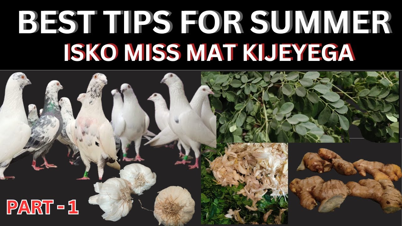 SUMMER TREATMENT FOR PIGEON LOVER || TREATMENT BY SOMNATH HALDAR