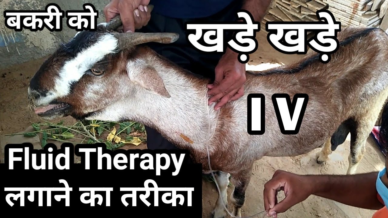 बकरी को I V इंजेक्शन कैसे लगाया जाता है bakri ko I V injection fluid therapy lagane ka tarika