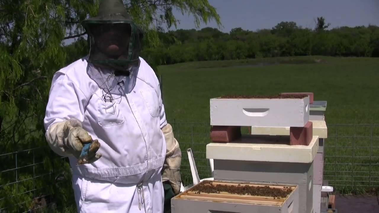Beekeeping - Dusting for Varroa Mites PART ONE .mov